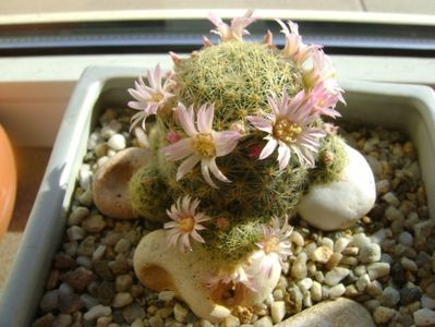 Mammillaria schiedeana ssp. giselae