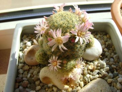 Mammillaria schiedeana ssp. giselae