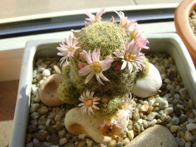 Mammillaria schiedeana ssp. giselae