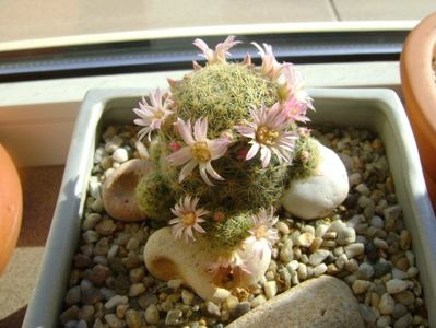 Mammillaria schiedeana ssp. giselae