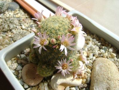 Mammillaria schiedeana ssp. giselae