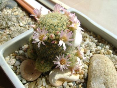 Mammillaria schiedeana ssp. giselae