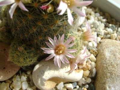 Mammillaria schiedeana ssp. giselae