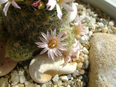 Mammillaria schiedeana ssp. giselae