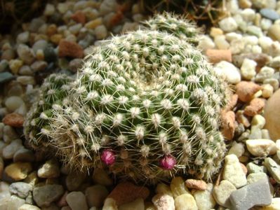 Rebutia krainziana, boboci