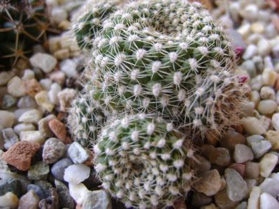 Rebutia krainziana