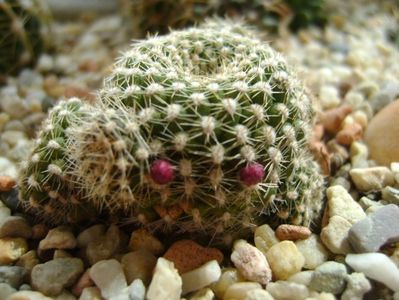 Rebutia krainziana