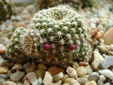 Rebutia krainziana