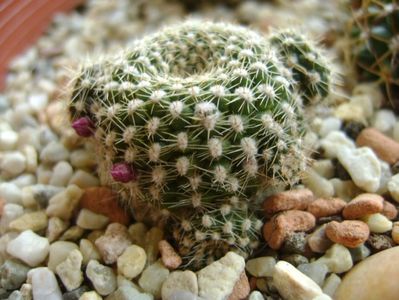 Rebutia krainziana