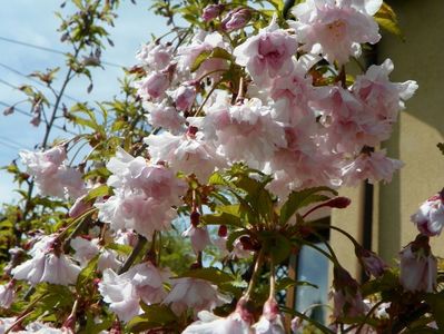 prunus Oshidori