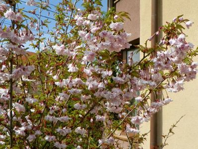 prunus Oshidori