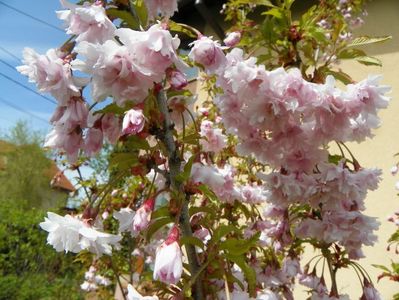 prunus Oshidori