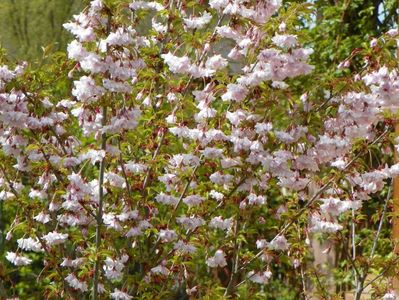 prunus Oshidori