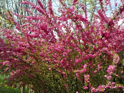 prunus triloba