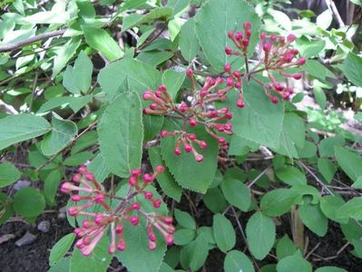 viburnum carlesii