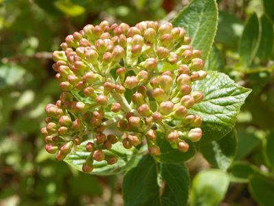 viburnum carlcephalum