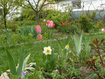 Chinese sacred lili narcissus si Van Eijk