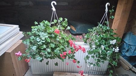 Pelargonium peltatum; Ghivece mari 30  Ron / buc
