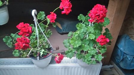 Pelargonium zonale; Culoare rosu intens 
Ghivece mari 25 ron
