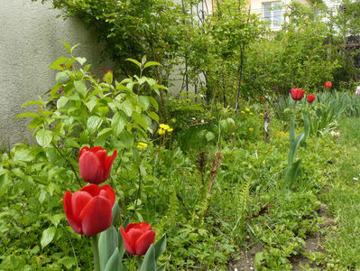 Ille de France tulip