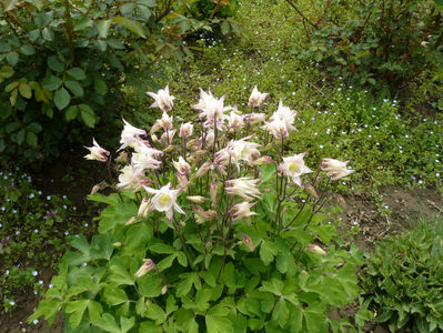 Aquilegia cameo ?