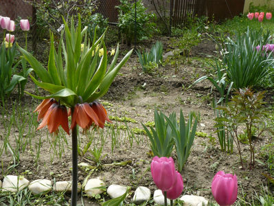 Fritilaria Rubra