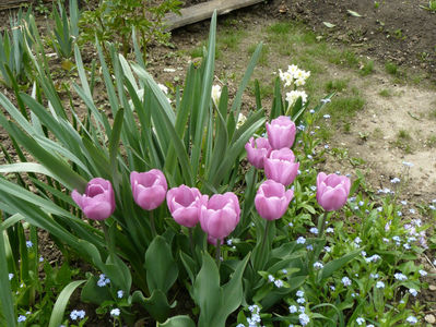 Alibi tulips