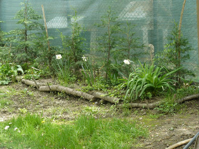 Leylandi, clematis , hemerocalisi si Mysti Glen narcissus