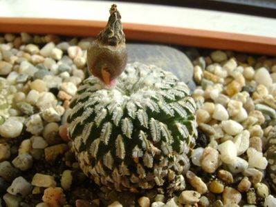 Turbinicarpus pseudopectinatum, fruct