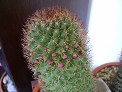 Mammillaria backebergiana, boboci