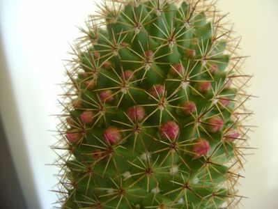 Mammillaria backebergiana