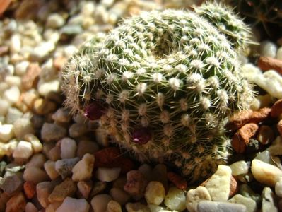 Rebutia krainziana