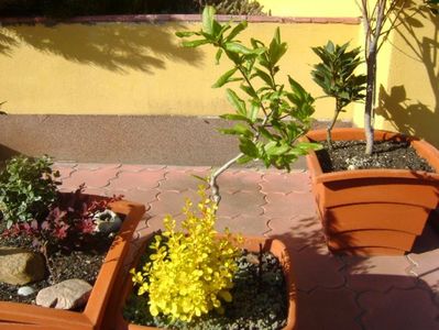 Magnolia stellata & Berberis auriu