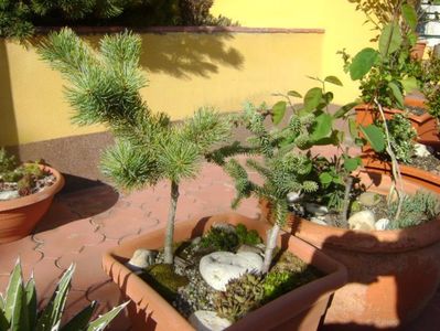 Abies pinsapo & Pinus ”Shizukagoten”