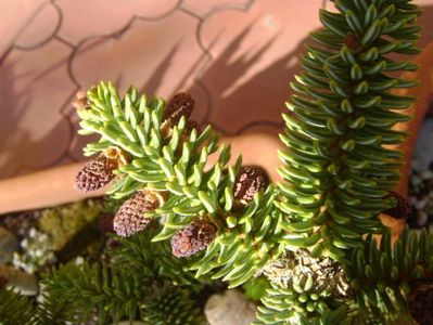 Abies pinsapo, conuri