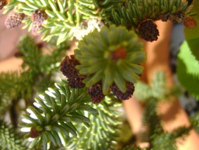 Abies pinsapo, conuri