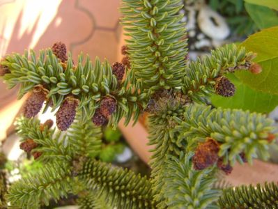 Abies pinsapo, conuri