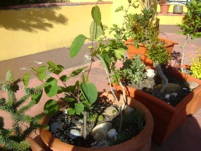 Paducel & Arbore de stafide & Ginkgo biloba & Euphorbia amygdaloides