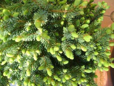 Picea abies Little Gem, muguri