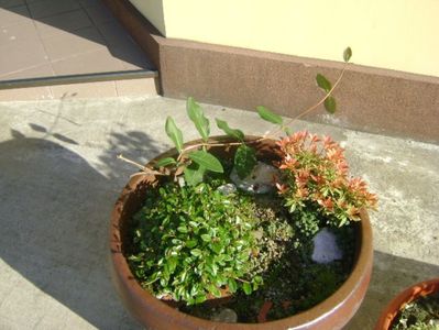 Pieris japonica & Cotoneaster & Lonicera sempervirens Dropmore Scarlet