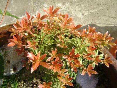 Pieris japonica