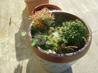 Pieris japonica & Cotoneaster & Lonicera sempervirens Dropmore Scarlet