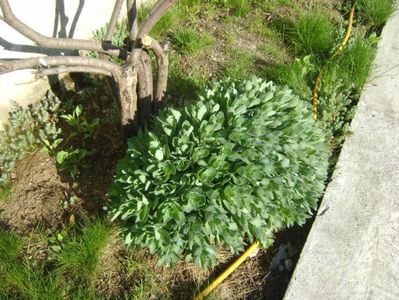 Sedum spectabile