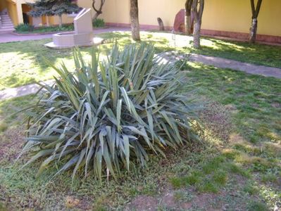 Yucca filamentosa