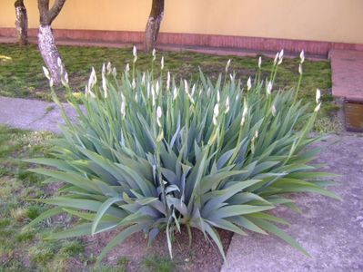 Iris, boboci; sfarsit de aprilie
