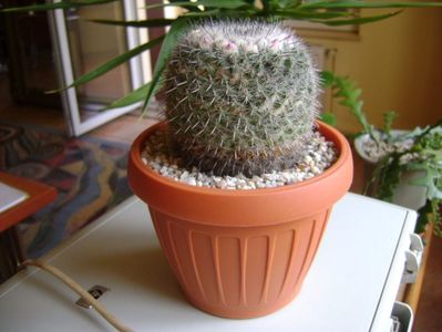 Mammillaria formosa ssp. chionocephala, boboci