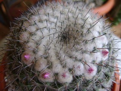 Mammillaria formosa ssp. chionocephala