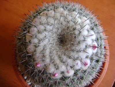 Mammillaria formosa ssp. chionocephala