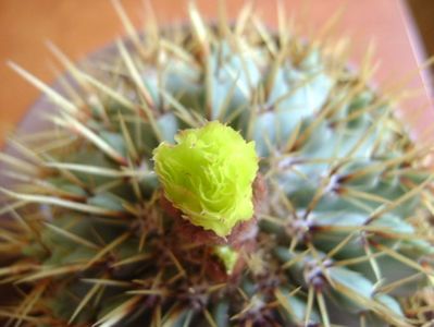 Notocactus buiningii