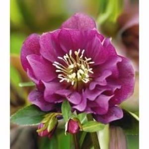 Helleborus orientalis double red